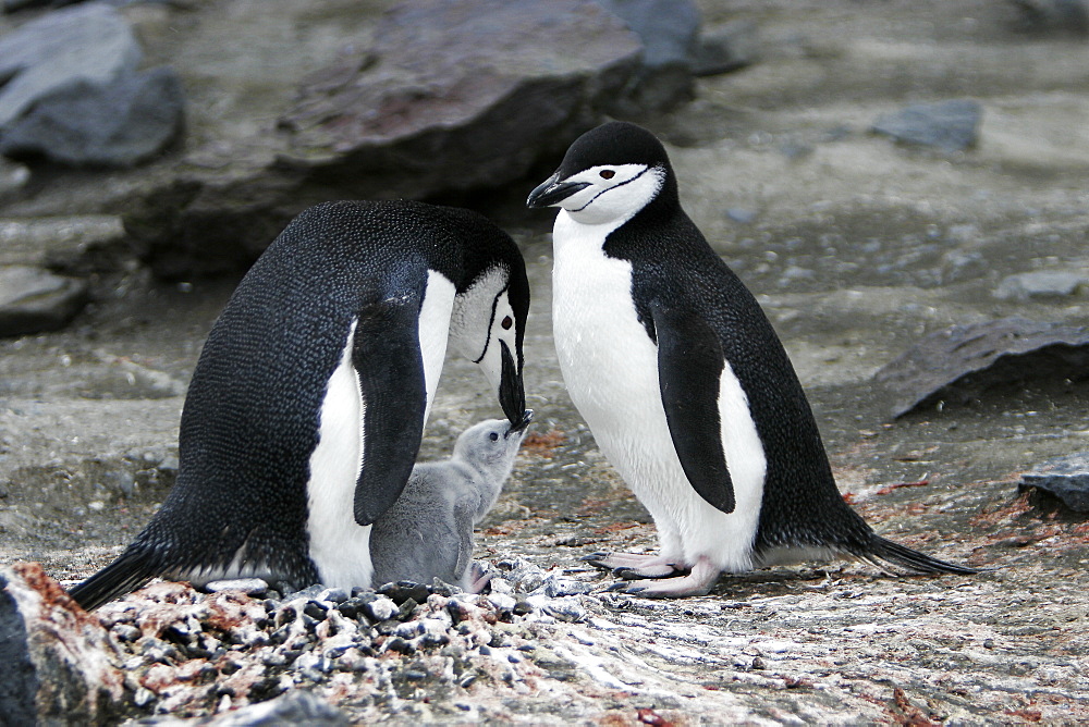 Chinstrap penguin (Pygoscelis antarctica) parents with downy chick on Deception Island, Antarctic Peninsula.