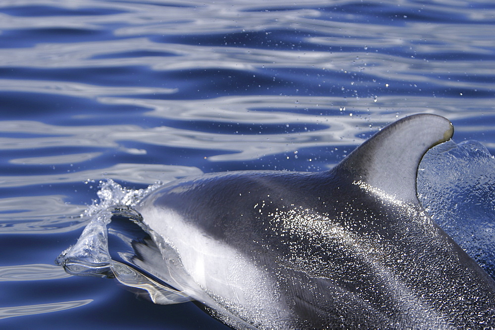 Adult Pacific white-sided dolphin (Lagenorhynchus obliquidens) surfacing in the calm waters of the inside passage, Southeast Alaska, USA.