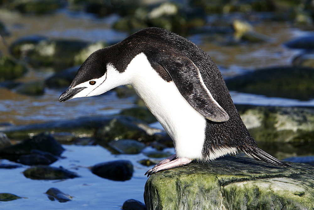 Adult chinstrap penguin (Pygoscelis antarctica) returning from the sea to feed its chicks on Elephant Island, Antarctica.