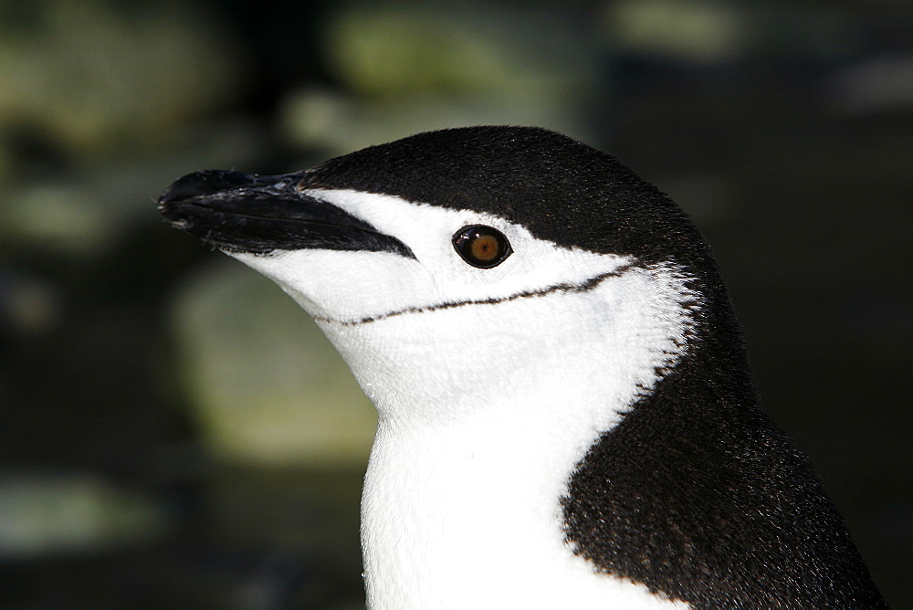 Adult chinstrap penguin (Pygoscelis antarctica) head detail on Elephant Island, Antarctica.