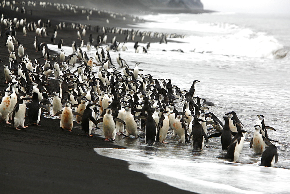 Adult chinstrap penguins (Pygoscelis antarctica) returning to the sea through surf to feed at Baily Head on Deception Island, Antarctica.