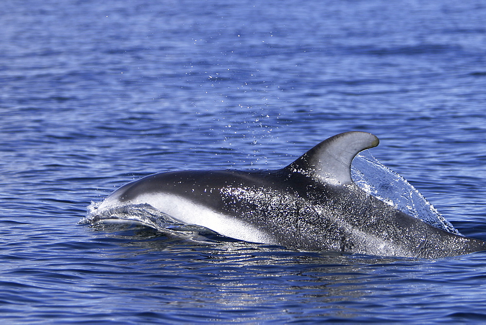 Adult Pacific white-sided dolphin (Lagenorhynchus obliquidens) surfacing in the calm waters of the inside passage, Southeast Alaska, USA.