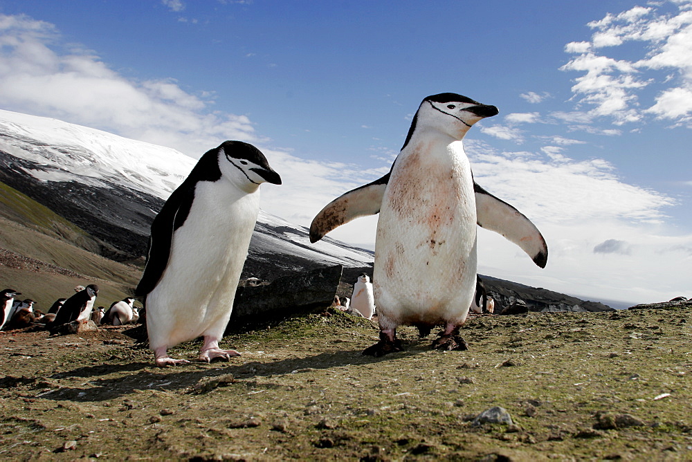 Chinstrap penguins (Pygoscelis antarctica) in a huge colony at Baily Head on Deception Island in Bransfield Strait off the Antarctic Peninsula.