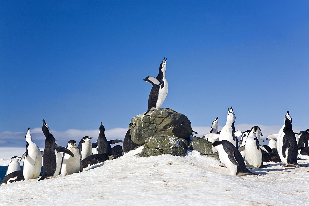 Chinstrap penguin (Pygoscelis antarctica) colony all braying together on Barrentos Island in the Aitcho Island Group in the South Shetland Islands near the Antarctic Peninsula