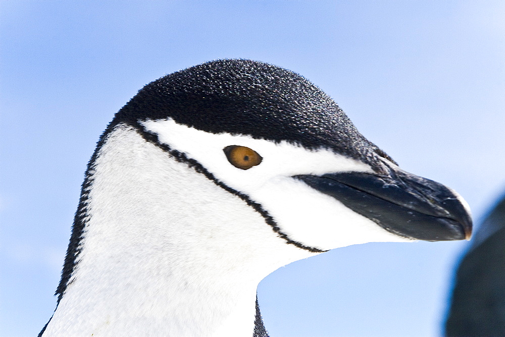 Chinstrap penguin (Pygoscelis antarctica) colony near Point Wild on Elephant Island in the South Shetland Islands