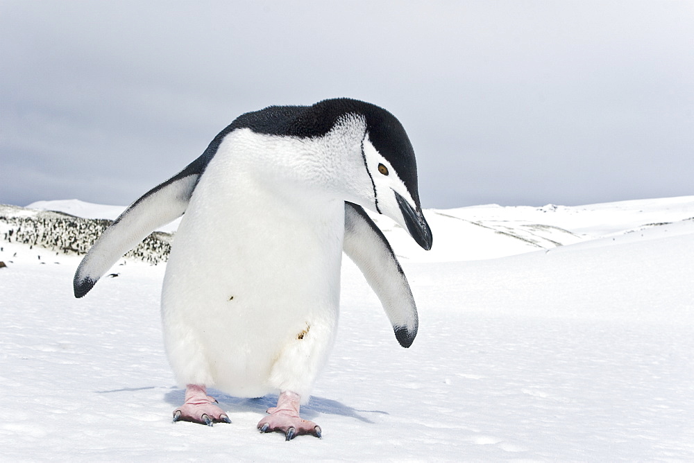 Chinstrap penguin (Pygoscelis antarctica) colony on Bailey Head on Deception Island in the South Shetland Islands near the Antarctic Peninsula