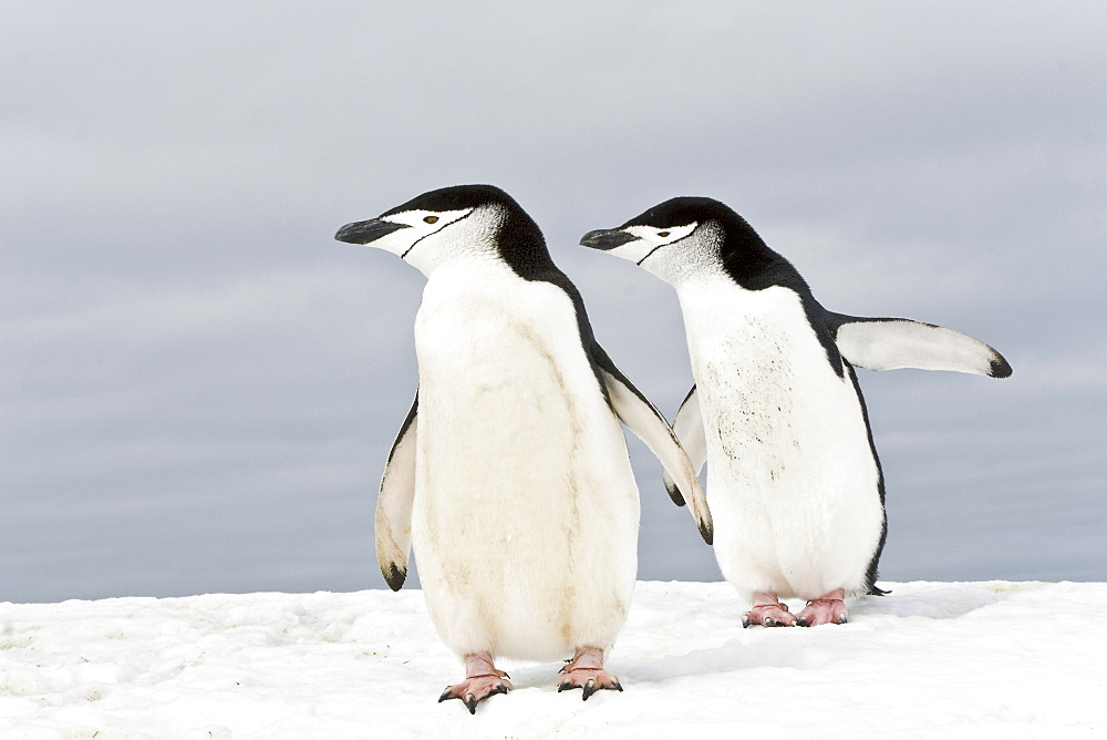 Chinstrap penguin pair (Pygoscelis antarctica) at colony on Bailey Head on Deception Island in the South Shetland Islands, Antarctica