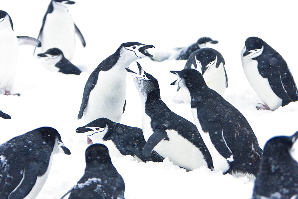 Chinstrap penguin (Pygoscelis antarctica) colony in a snowstorm on Half Moon Island near Livingston Island in the South Shetland Islands near the Antarctic Peninsula. There are an estimated 2 million plus breeding pairs of chinstrap penguins in the Antarctic peninsula region alone, perhaps as many as 7.5 million breeding pairs in all of Antarctica.