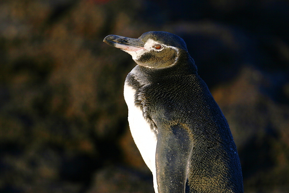 Adult Galapagos penguin (Spheniscus mendiculus) in the Galapagos Island Group, Ecuador. This is the only species of penguin in the northern hemisphere and is endemic to the Galapagos only.