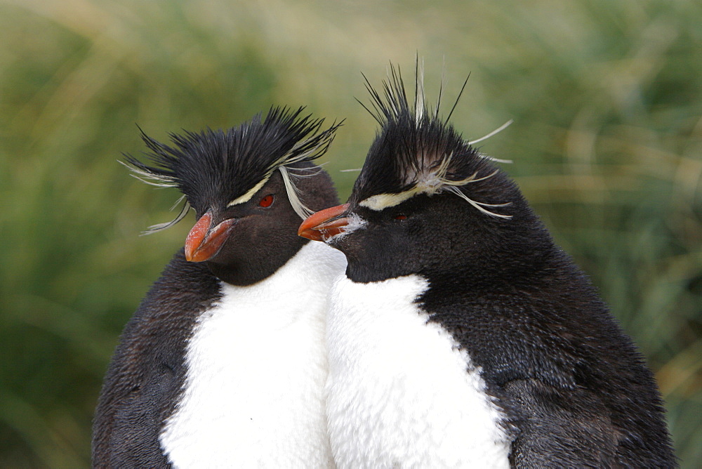 Rockhopper Penguin (Eudyptes chrysocome) pair at Devil's Nose on New Island in the Falkland Islands, South Atlantic Ocean.