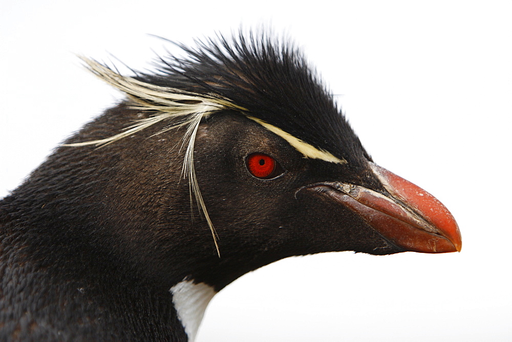 Rockhopper Penguin (Eudyptes chrysocome) (head detail) at Devil's Nose on New Island in the Falkland Islands, South Atlantic Ocean.