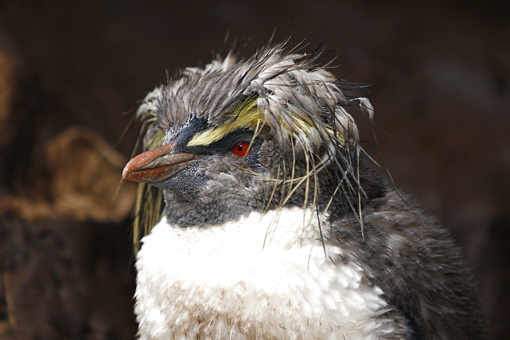 Young rockhopper penguin (Eudyptes chrysocome moseleyi) molting on Nightingale Island in the Tristan da Cunha Island Group, South Atlantic Ocean