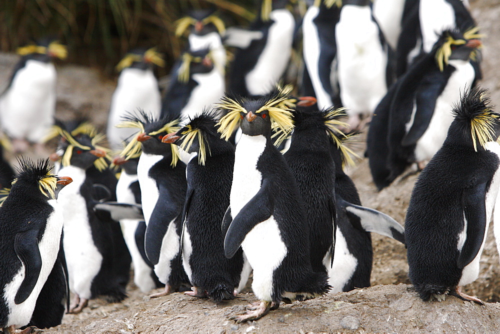 Adult rockhopper penguins (Eudyptes chrysocome moseleyi) on Nightingale Island in the Tristan da Cunha Island Group, South Atlantic Ocean