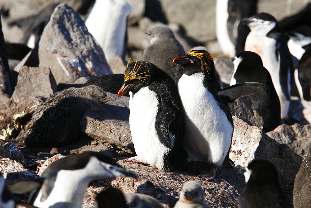 Macaroni penguin pair (Eudyptes chrysolophus) nesting among chinstrap penguins (Pygoscelis antarctica) on Elephant Island in the South Shetland Island Group, Antarctica.