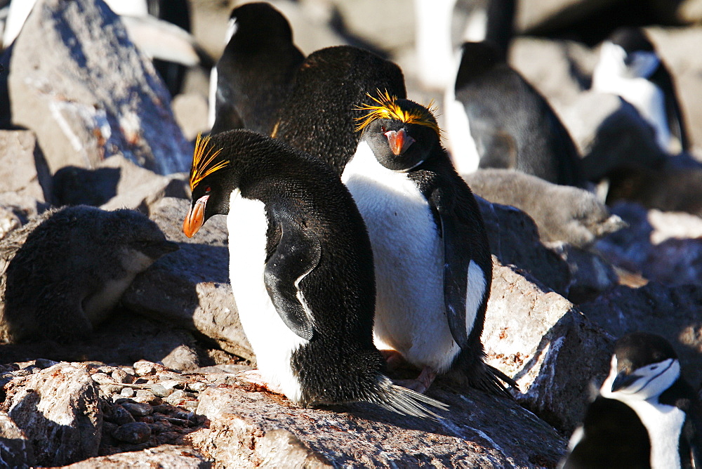 Macaroni penguin pair (Eudyptes chrysolophus) nesting among chinstrap penguins (Pygoscelis antarctica) on Elephant Island in the South Shetland Island Group, Antarctica.