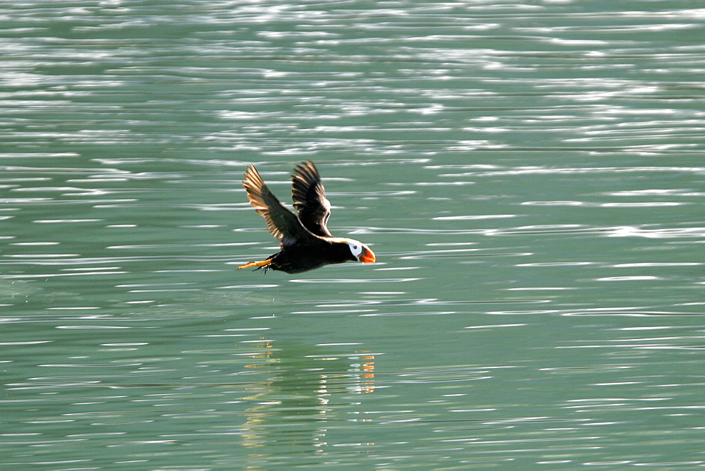 Adult Tufted Puffin (Fratercula cirrhata) in Glacier Bay National Park, southeast Alaska, USA.