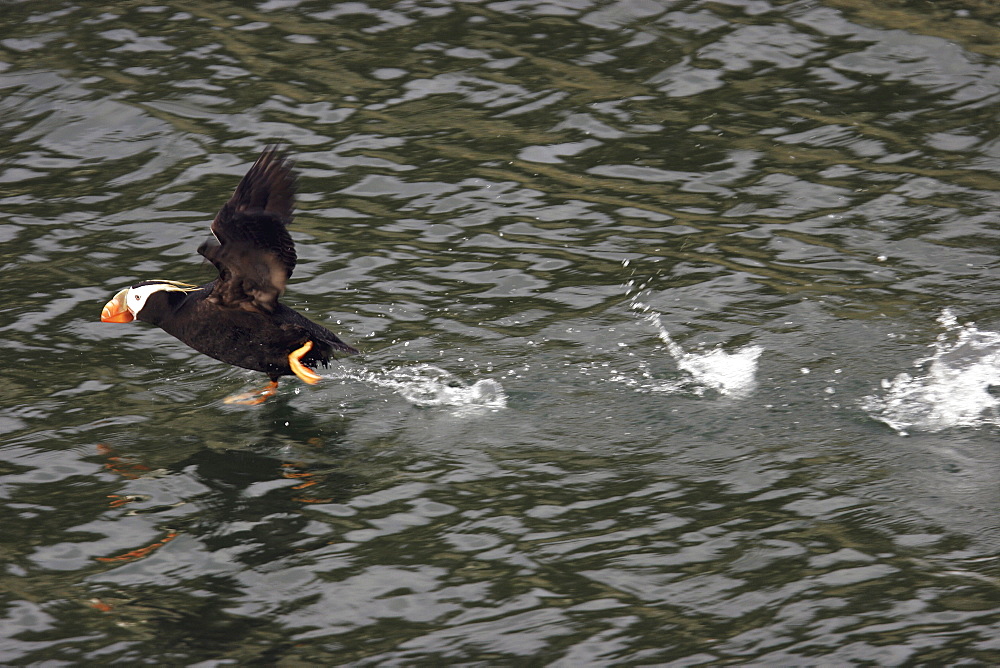 Adult Tufted Puffin (Fratercula cirrhata) taking flight in Glacier Bay National Park, southeast Alaska, USA.