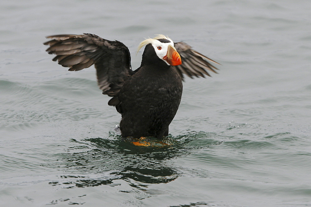 Adult Tufted Puffin (Fratercula cirrhata) near nesting site on South Marble Island in Glacier Bay National Park, Southeast Alaska, USA. Pacific Ocean.