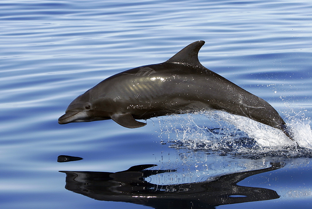 Adult Bottlenose Dolphin (Tursiops truncatus gilli) leaping in the upper Gulf of California (Sea of Cortez), Mexico.