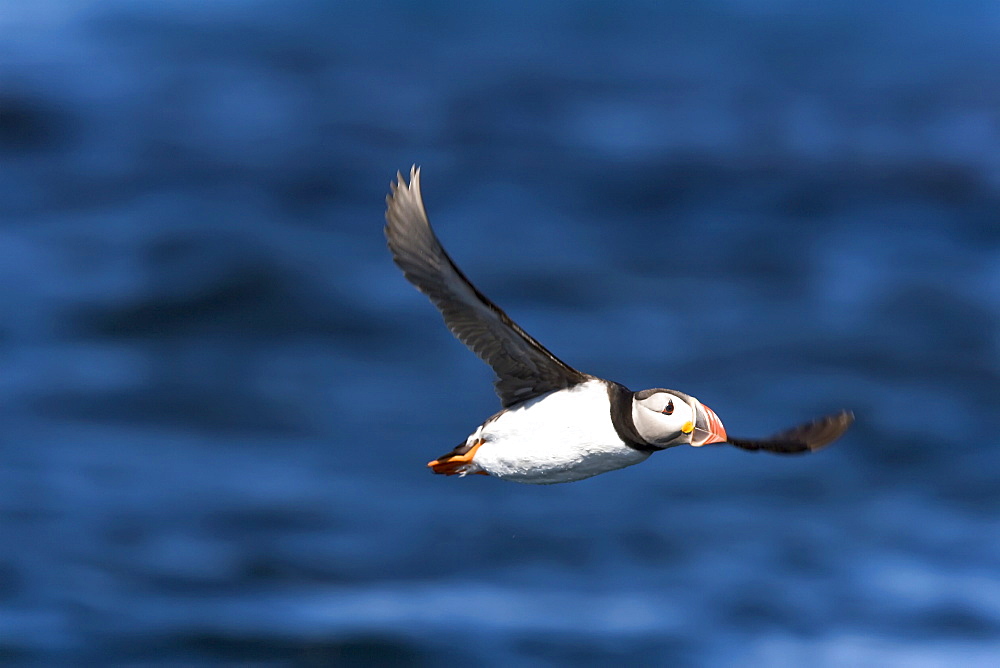 Adult puffin (Fratercula arctica) in flight near the nesting island of Vaeroya in the Lofoton Island Group of Northern Norway, Norwegian Sea.