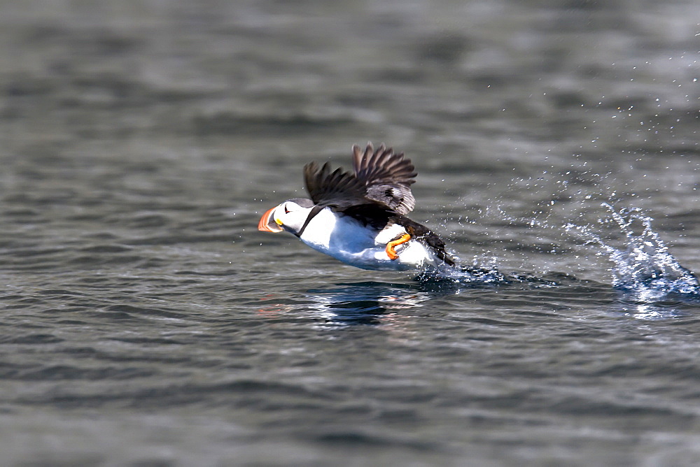 Adult puffin (Fratercula arctica) taking flight near the nesting island of Vaeroya in the Lofoton Island Group of Northern Norway, Norwegian Sea.