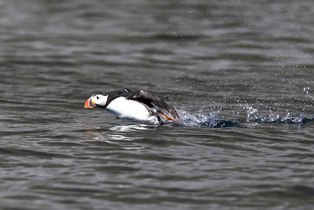 Adult puffin (Fratercula arctica) taking flight near the nesting island of Vaeroya in the Lofoton Island Group of Northern Norway, Norwegian Sea.