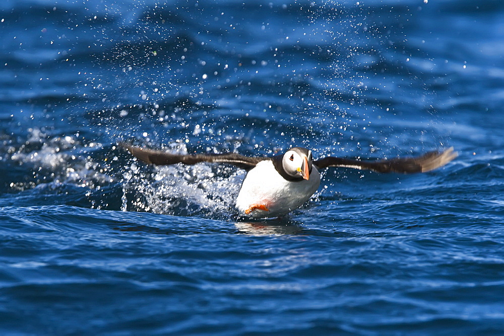 Adult puffin (Fratercula arctica) taking flight on the nesting island of Vaeroya in the Lofoton Island Group of Northern Norway, Norwegian Sea.    (rr)