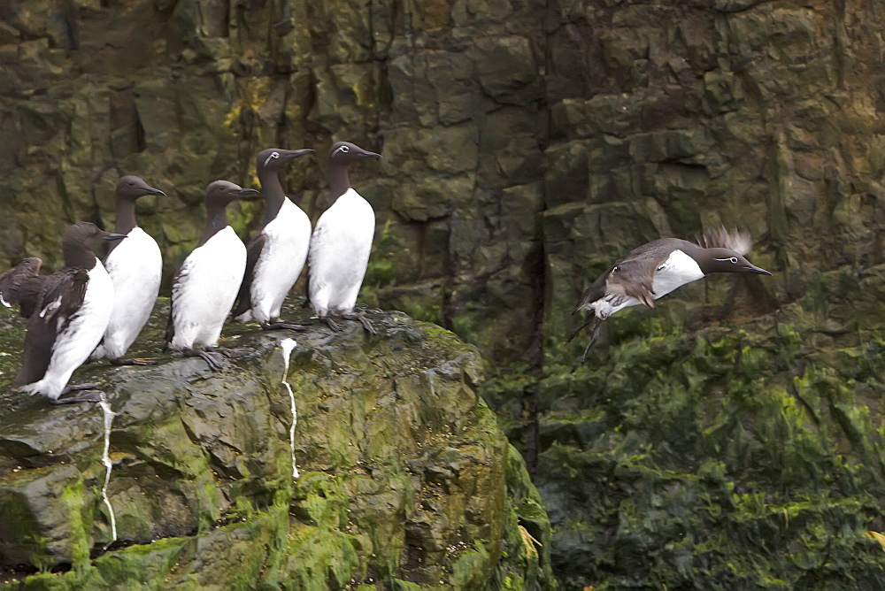 Common guillemot (Uria aalge) nesting near the Fuglefjellet cliffs (411m) on Bear Island in the Svalbard Archipeligo, Barents Sea, Norway