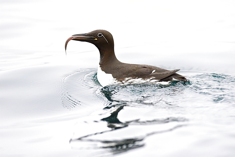 Common guillemot (Uria aalge) with fish near the Fuglefjellet cliffs (411m) on Bear Island  in the Svalbard Archipeligo