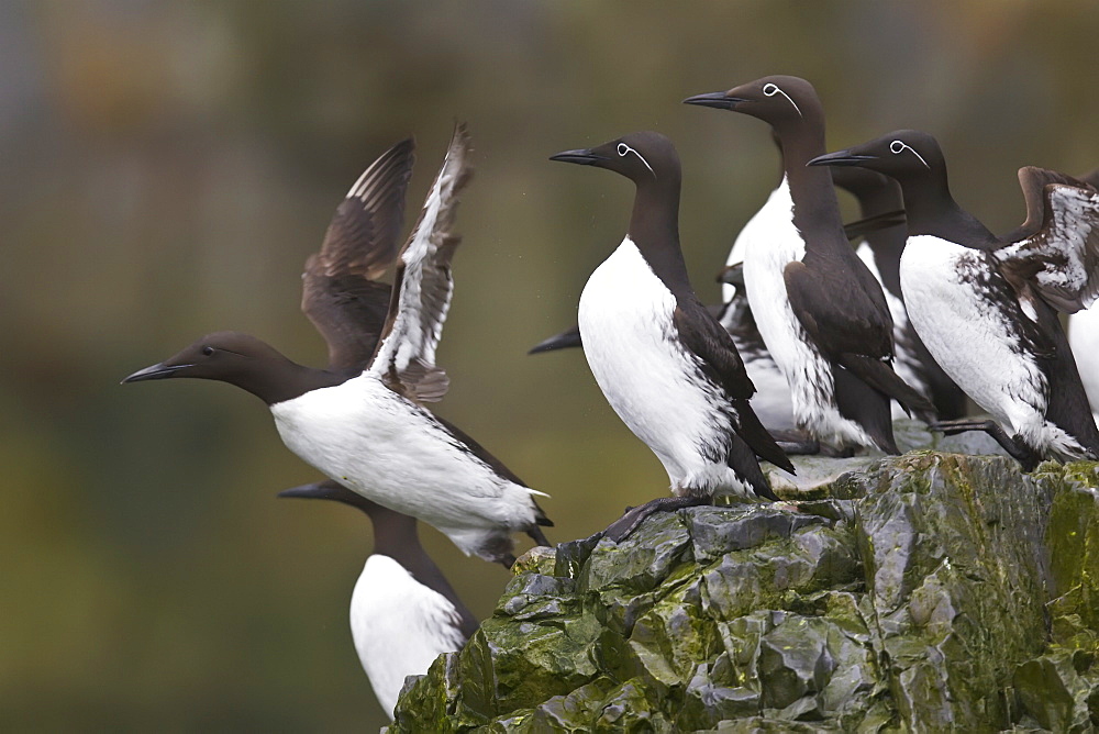 Common guillemot (Uria aalge) nesting near the Fuglefjellet cliffs (411m) on Bear Island in the Svalbard Archipeligo, Barents Sea, Norway