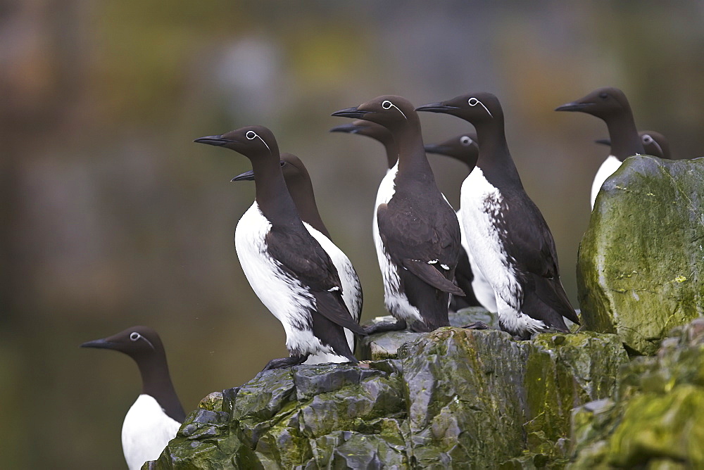 Common guillemot (Uria aalge) nesting near the Fuglefjellet cliffs (411m) on Bear Island in the Svalbard Archipeligo, Barents Sea, Norway