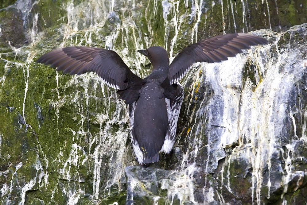 Common guillemot (Uria aalge) nesting near the Fuglefjellet cliffs (411m) on Bear Island in the Svalbard Archipeligo, Barents Sea, Norway