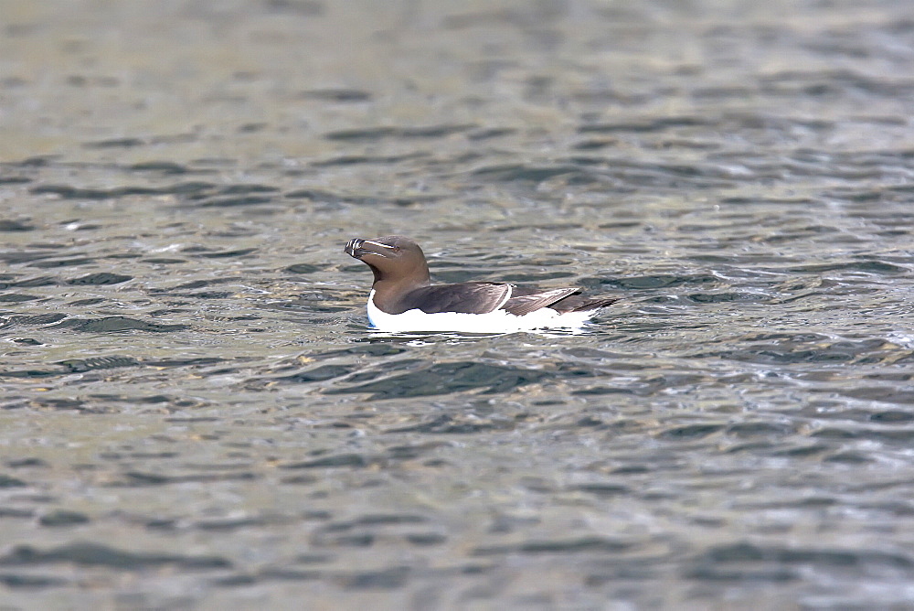 Adult Razorbill (Alca torda)resting on the water near the nesting island of Vaeroya in the Lofoton Island Group of Northern Norway, Norwegian Sea.