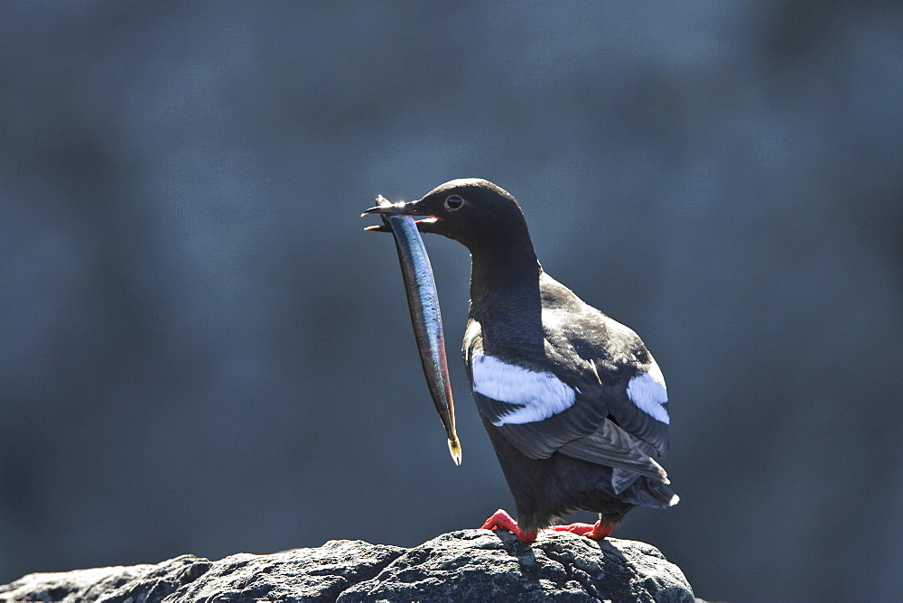 Adult pigeon guillemot (Cepphus columba) in breeding plumage with a sand lance in its beak at Sail Rock in Frederick Sound, Southeast Alaska, USA. Pacific Ocean.