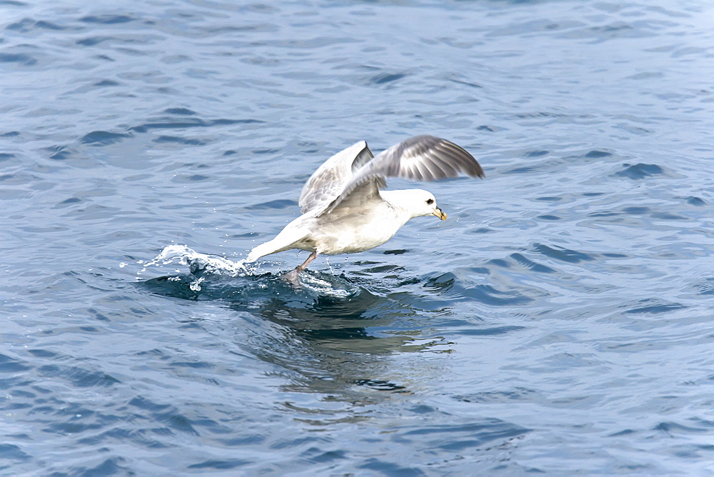 Northern fulmar (Fulmarus glacialis) taking flight in the Barents Sea in the Svalbard Archipelago, Norway.