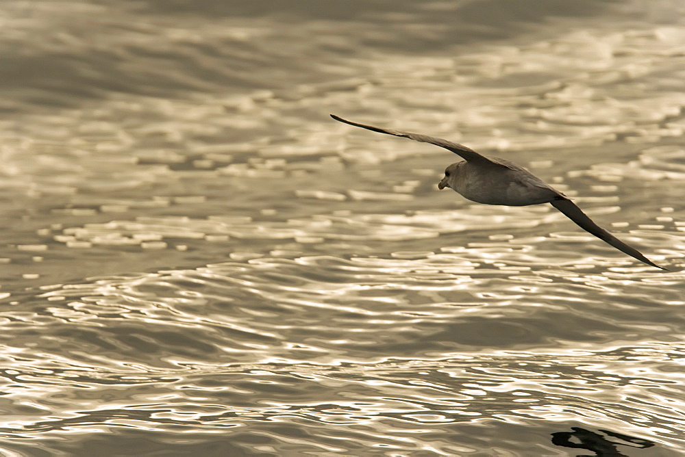 Northern fulmar (Fulmarus glacialis) on the wing at sunset in the Barents Sea in the Svalbard Archipelago, Norway.