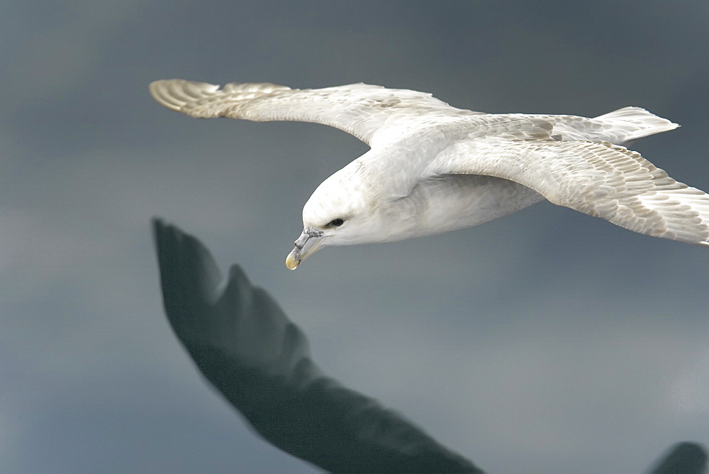 Northern fulmar (Fulmarus glacialis) on the wing in the Barents Sea in the Svalbard Archipelago, Norway.