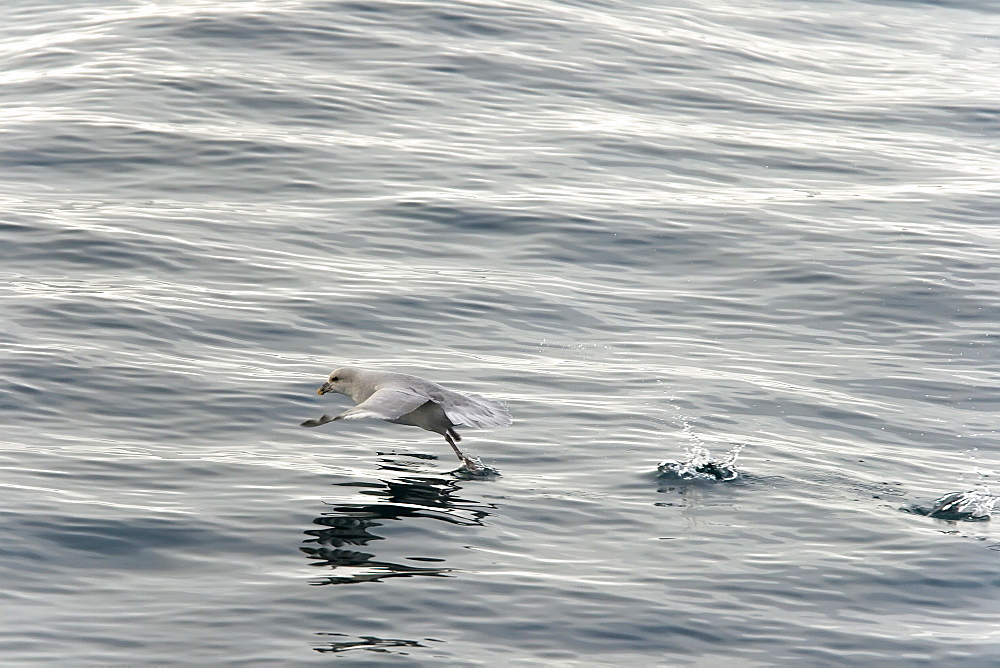 Northern fulmar (Fulmarus glacialis) taking flight in the Barents Sea in the Svalbard Archipelago, Norway.