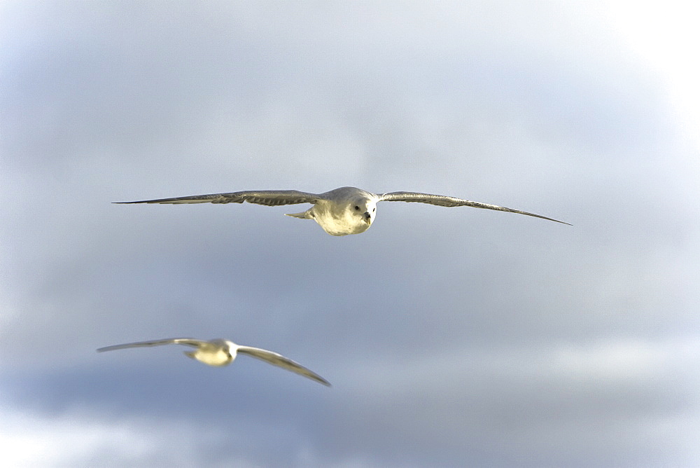 Northern fulmars (Fulmarus glacialis) on the wing in the Barents Sea in the Svalbard Archipelago, Norway.