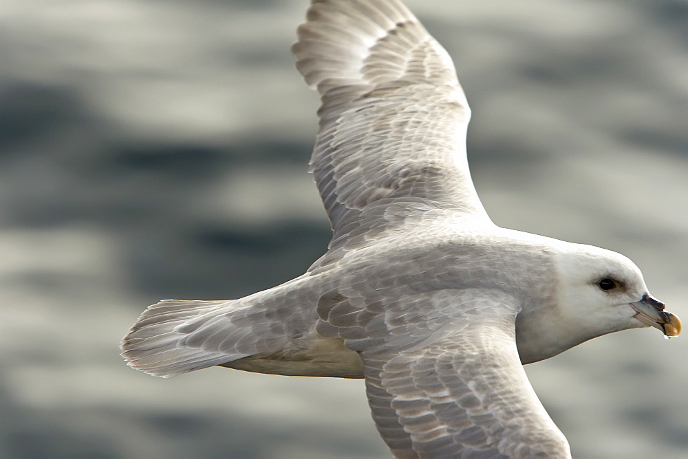 Northern fulmar (Fulmarus glacialis) on the wing in the Barents Sea in the Svalbard Archipelago, Norway.