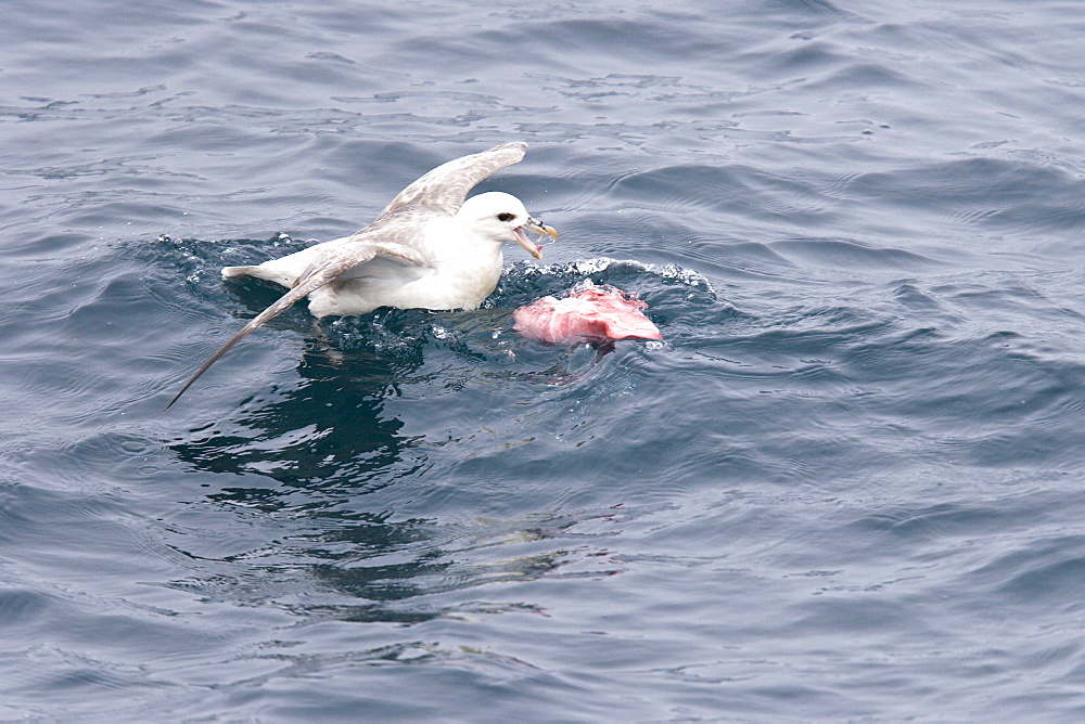 Northern fulmar (Fulmarus glacialis) feeding on dolphin carion from recent Orca kill in the Barents Sea south of Bear Island   just off the continental shelf.