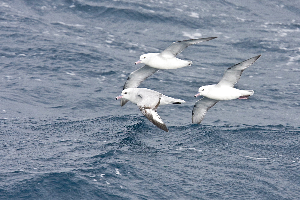 Three adult southern fulmars (Fulmarus glacialoides) on the wing in the Drake passage between the tip of South America and Antarctica. Southern Ocean.