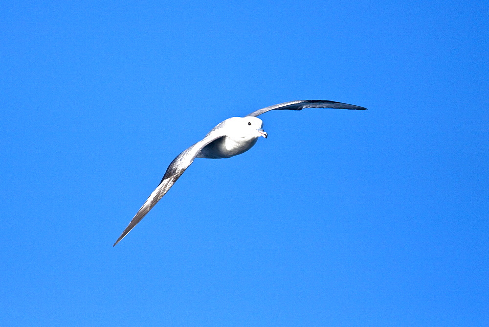 Adult southern fulmar (Fulmarus glacialoides) on the wing in the Drake passage between the tip of South America and Antarctica. Southern Ocean.