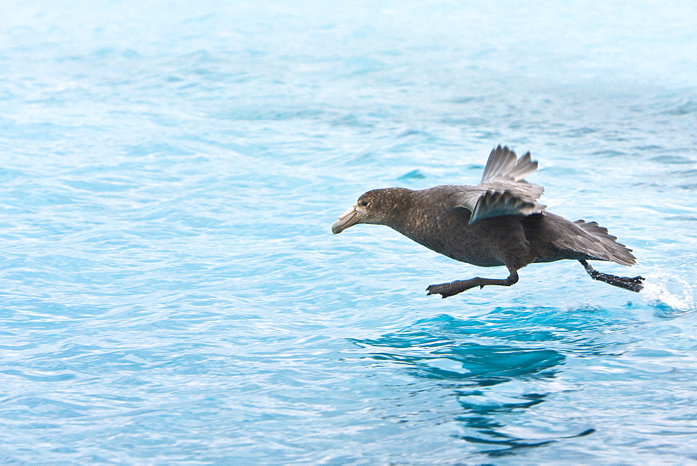 Southern Giant Petrel (Macronectes giganteus) on the wing taking off over water in and around the Antarctic Peninsula.