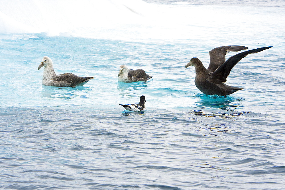 Southern Giant Petrels (Macronectes giganteus) feeding near a cape petrel near the Antarctic Peninsula.