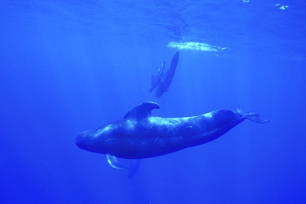 Adult bull Short-finned Pilot Whale (Globicephala macrorhynchus) diving in deep water off the Kona Coast of Hawaii, USA. Pacific Ocean. (Restricted Resolution - pls contact us)