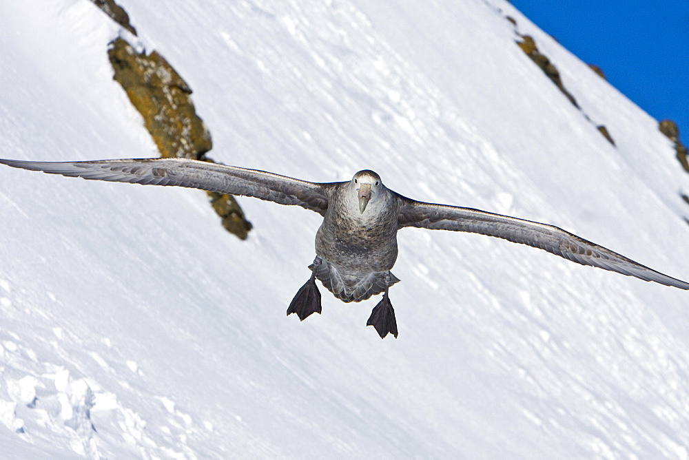 Southern Giant Petrel (Macronectes giganteus) on the wing in and around the Antarctic Peninsula.