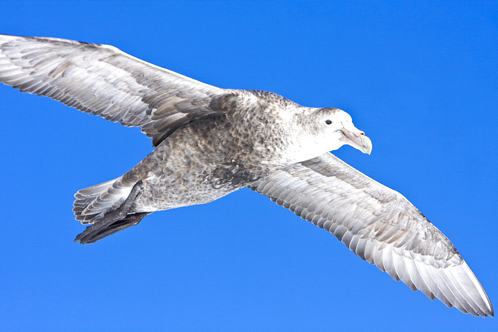 Southern Giant Petrel (Macronectes giganteus) on the wing in and around the Antarctic Peninsula.   (rr)