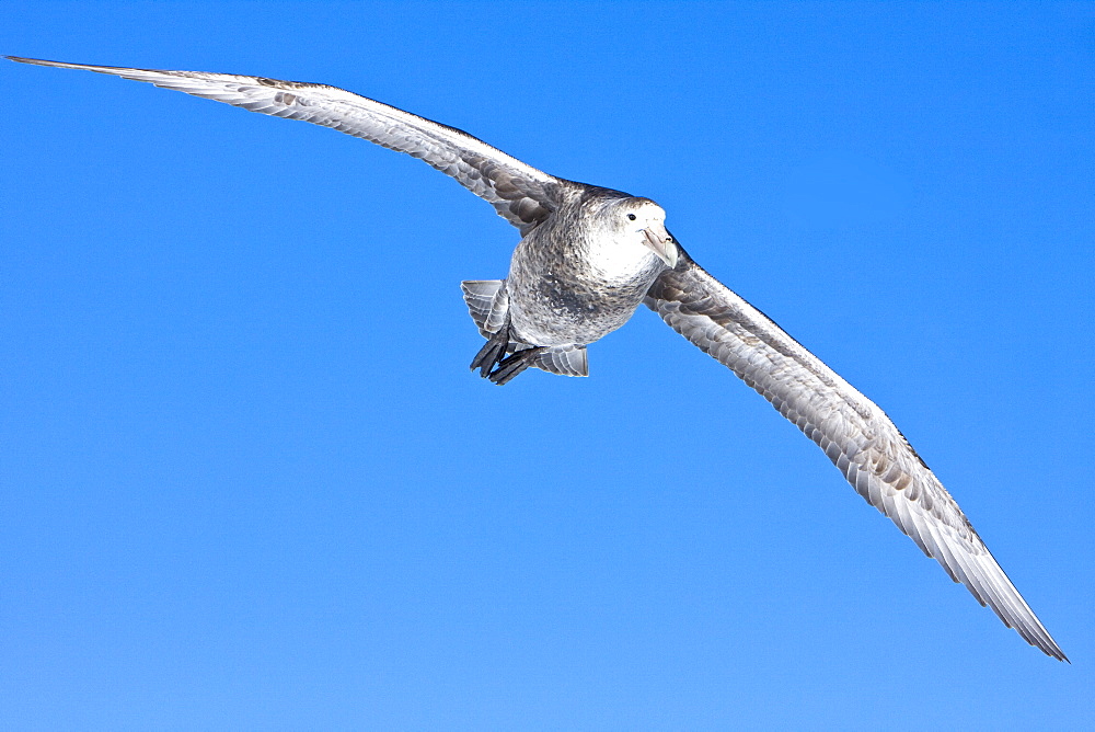 Southern Giant Petrel (Macronectes giganteus) on the wing in and around the Antarctic Peninsula.