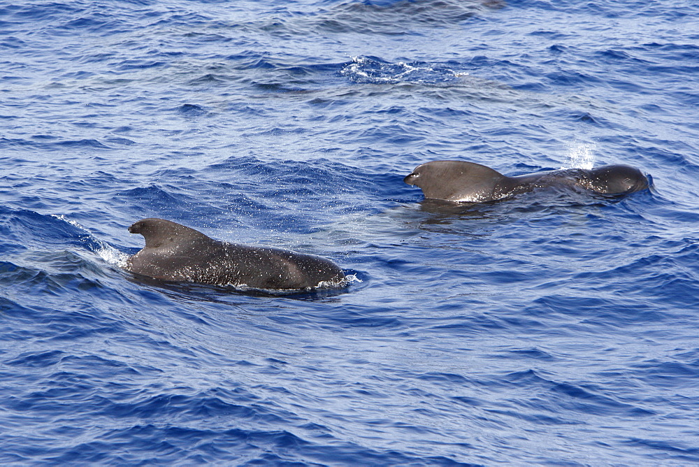 Adult short-finned pilot whales (Globicephala macrorhynchus) surfacing in the deep waters north of Ascension Island. South Atlantic Ocean.